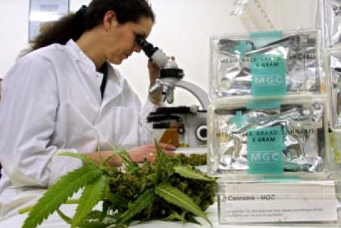 testing bc marijuana camcd